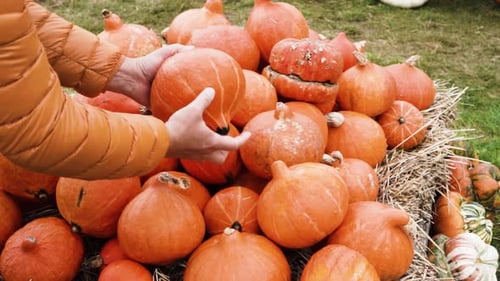 Pumpkin Patch at Farm