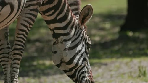 Zebra Grazing Peacefully in Green Meadow