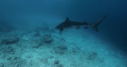 Tiger Shark Swims Underwater in Tropical Ocean Close Up View of Danger Shark