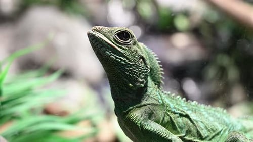 Green Chinese water dragon in Focus relaxing outdoors during sunny day in wilderness. Macro shot wit