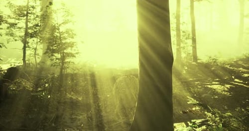 Golden Rays Burst Through Trees in a Serene Forest During Sunrise