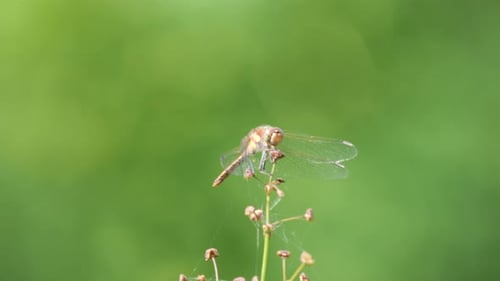 Libélula sentada em uma flor