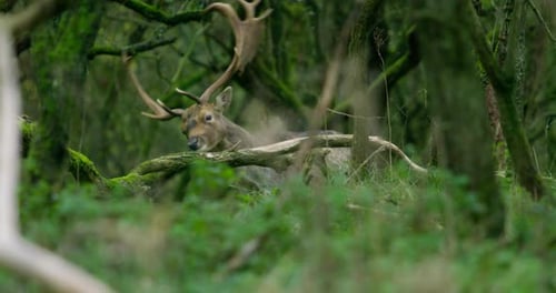 Male Fallow Deer with Large Antlers Eating Bark from a Branch in the Forest