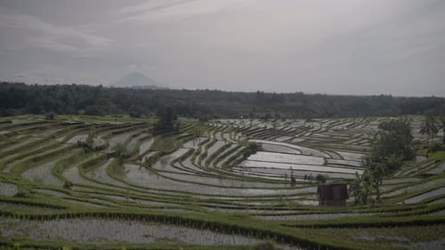 Rice Fields During the Rainy Season The Green Hues of Rice Swayed in the Wind
