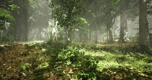 Sunlight Filters Through the Trees in a Serene Forest Environment During Midday