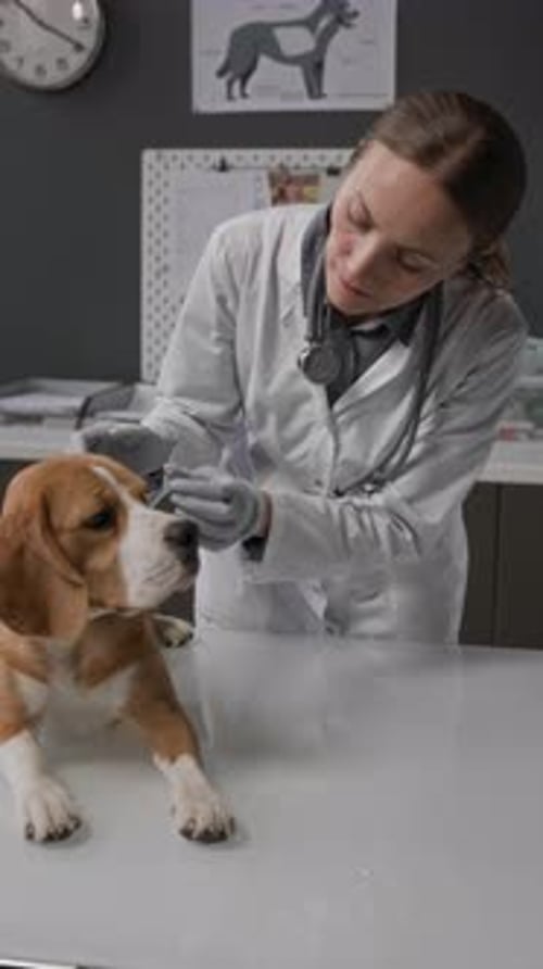 Veterinarian Inspecting Cute Dog at Clinic