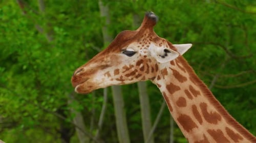 Porträt einer afrikanischen Giraffe vor grünen Bäumen in Zoo-Nahaufnahme