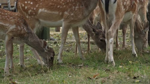 Close crowd of White tailed spotted young deer eating grass in the forest slow motion