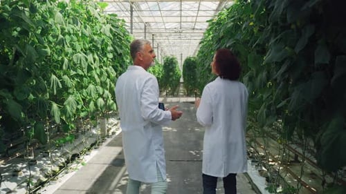 Growing Cucumbers in a Greenhouse Laboratory Workers Assess the Yield Before Harvesting Bioengineers