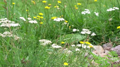 Close-up views of wildflowers moving under the effect of wind with some rocks on the right side.