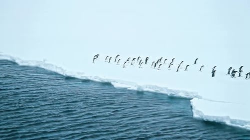 Penguins on Ice Floe Walking Near Water