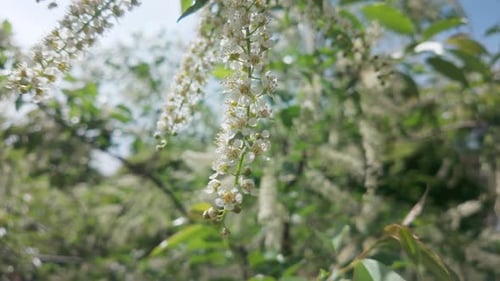 Fleurs et boutons blancs sur un cerisier de Virginie en fleurs se balançant dans le vent, gros plan