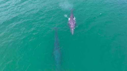 Stunning drone shot of whales swimming together in the ocean. Captures the elegance of marine life