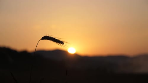 un campo de cebada y una maravillosa puesta de sol en Mühlviertel, alta austria