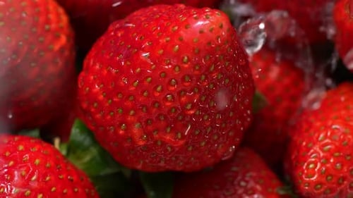 Washing Fresh Ripe Strawberries 37