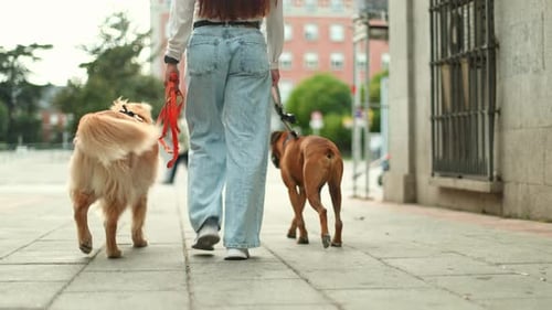 Professional Dog Walker Strolling with Pets on Urban Sidewalk