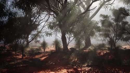 Sunlight Streaming Through the Trees in a Lush Forest