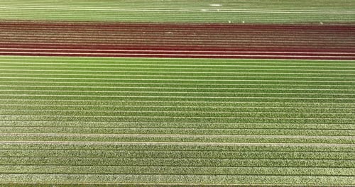 Aerial downward view of tulip fields, Flevopolder, Flevoland, Netherlands