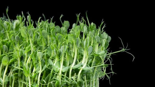 Green Pea Germination Moves In Time Lapse. Micro Greens Seedling For Healthy Eating. Vegan Food