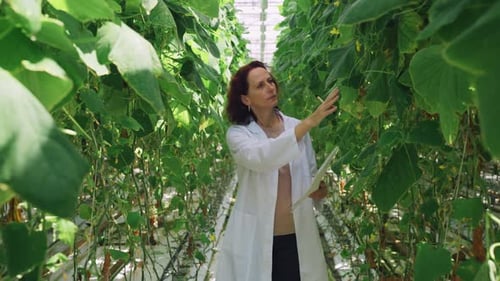 A Specialist Growing Plants in a Greenhouse Walks Along a Row of Tall Cucumbers and Inspects the