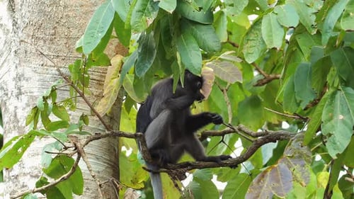Langur Monkey Climbing Tree in Lush Forest Wildlife and Nature