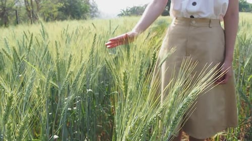 Green barley ears with woman hand touching barley ears at sunset time.