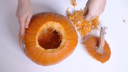 Pumpkin Being Gutted on White Background for Halloween