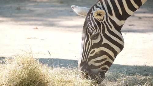 Zebra Eating Hay in an Enclosure Close Up