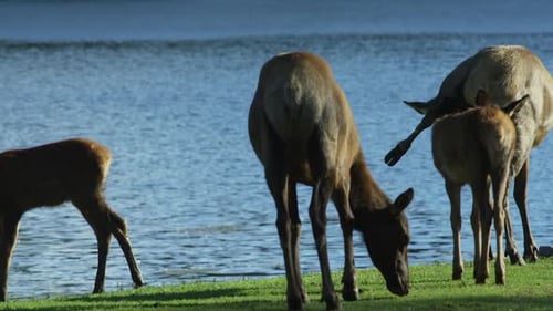 Canadian Wildlife - Deer grazing on the side of a lake