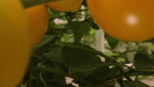 Yellow Tomatoes Growing on the Vine in Garden