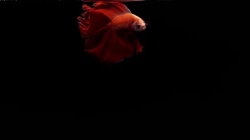 Vibrant and colourful Siamese fighting fish Betta splendens, also known as Thai Fighting Fish or bet