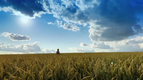 Beautiful farmland of ears waving in the wind. Old man walks in the field enjoying the harvest.