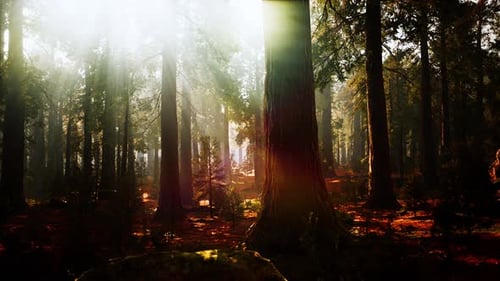 Giant Sequoias in the Giant Forest Grove in the Sequoia National Park