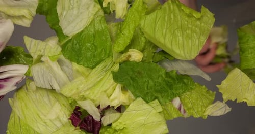 Lettuce Leaves Fall for Fresh Salad Preparation