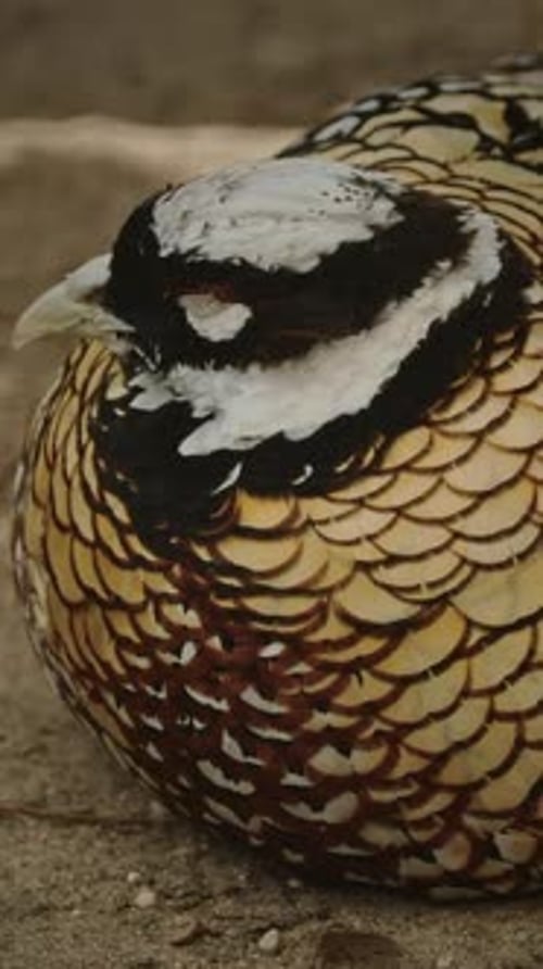 Le faisan de Reeves dort