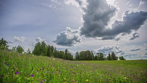 Tranquil wild flower meadow timelapse with blue sky and white clouds time lapse.