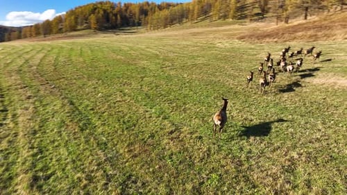 Herd of deer running on a sunny green field