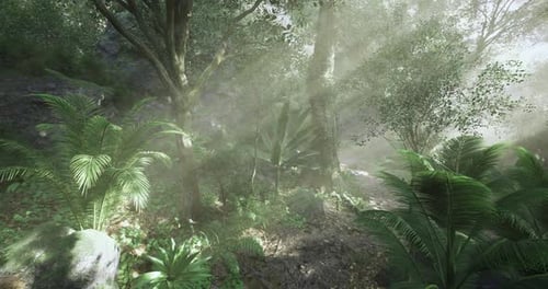 Sunlight Filters Through Trees in a Lush Tropical Forest Setting