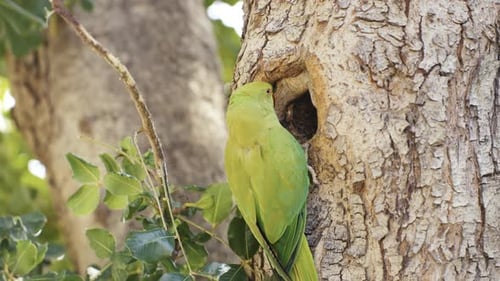 A cute green parrot landing on a tree branch and caring for a nest