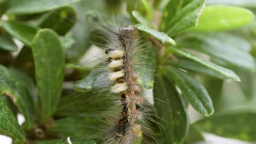 Makro einer Raupe auf einer grünen Pflanze im Garten, Eine Kaisermotte, die sich von einer Brombeere ernährt