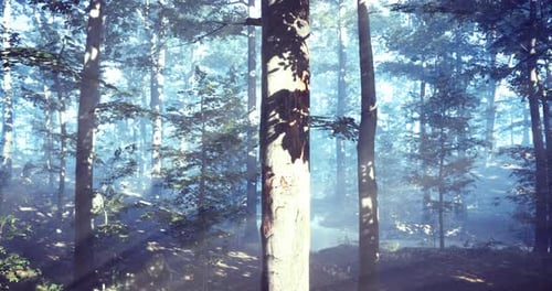 Sunlight Filters Through Trees in a Misty Forest During Early Morning
