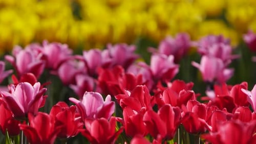 Field of Colorful Red Pink and Yellow Tulips of Different Varieties and Vibrant Colors Blooming in