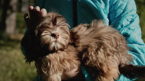Pet Owner Holds the Brown Puppy in His Arms and Strokes