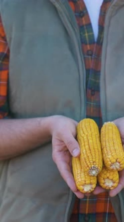Farmer Holds Harvested Corn on the Cob in Hands