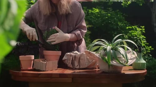 Summer Gardening Woman Transplanting Mini Roses Into New Flower Pot in Backyard Garden