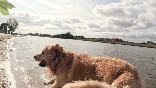 Golden Retriever Dog Playing on Sandy Beach