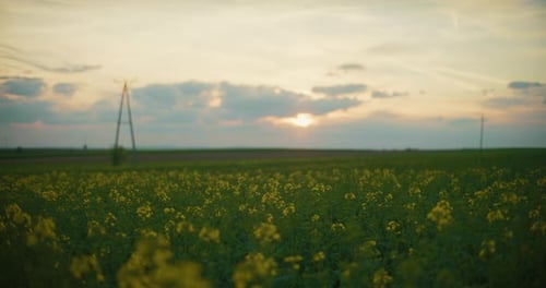 Conceito de agricultura agrícola em campo, semente de canola em flor, semente de colza