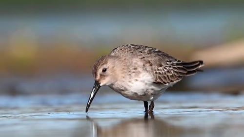 Dunlin Wading In Shallow Lake