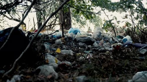 Garbage Dump Organized in a Forest Recreational Area