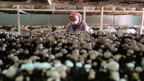 Woman Picking Mushrooms on a Mushroom Farm